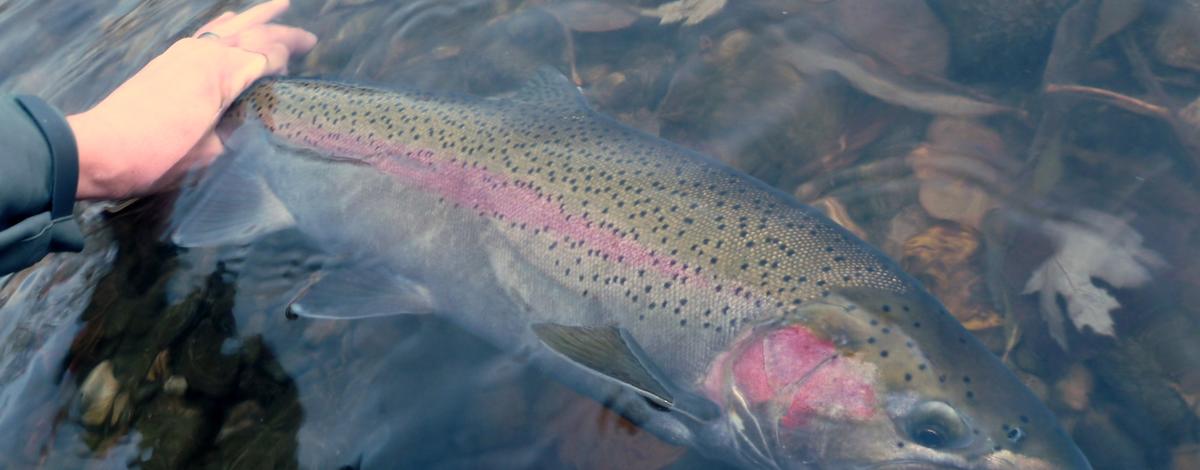 Steelhead fishing status: Catch and release only