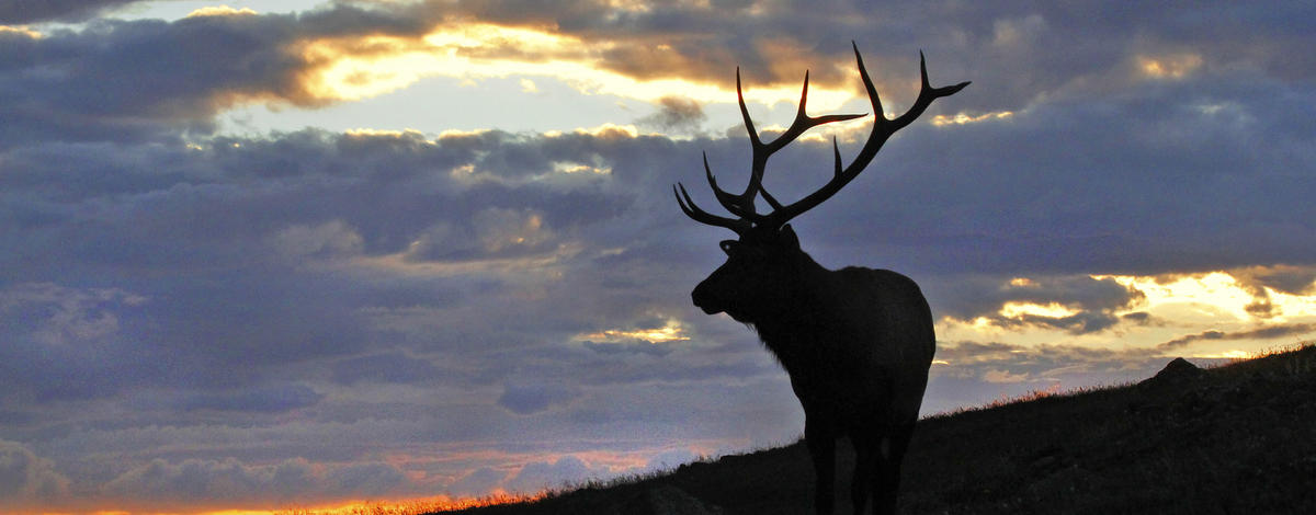 bull-elk-at-sunset-four