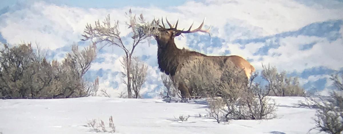 bull_elk_1_-sorensen