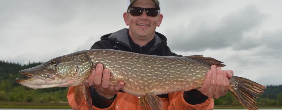 Try northern pike fishing in northern Idaho's lakes