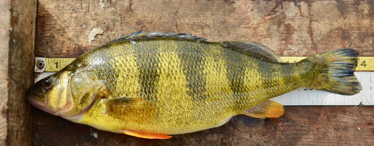 Lake Cascade should continue to produce good perch fishing, but jumbos may  decline