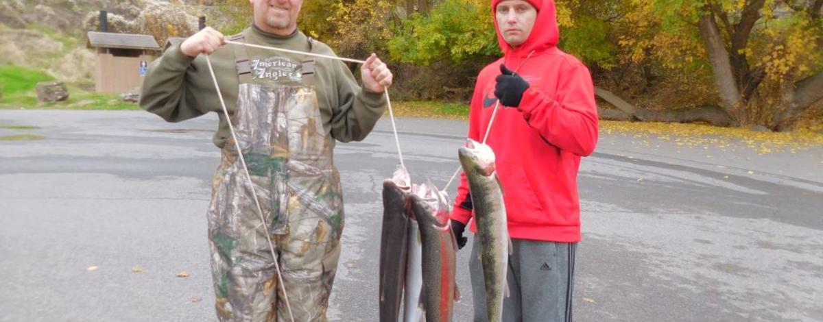 Stringer of steelhead caught fishing on the Clearwater in 2016