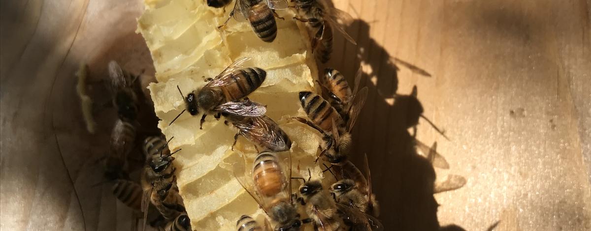 closeup_of_burr_comb.jpg