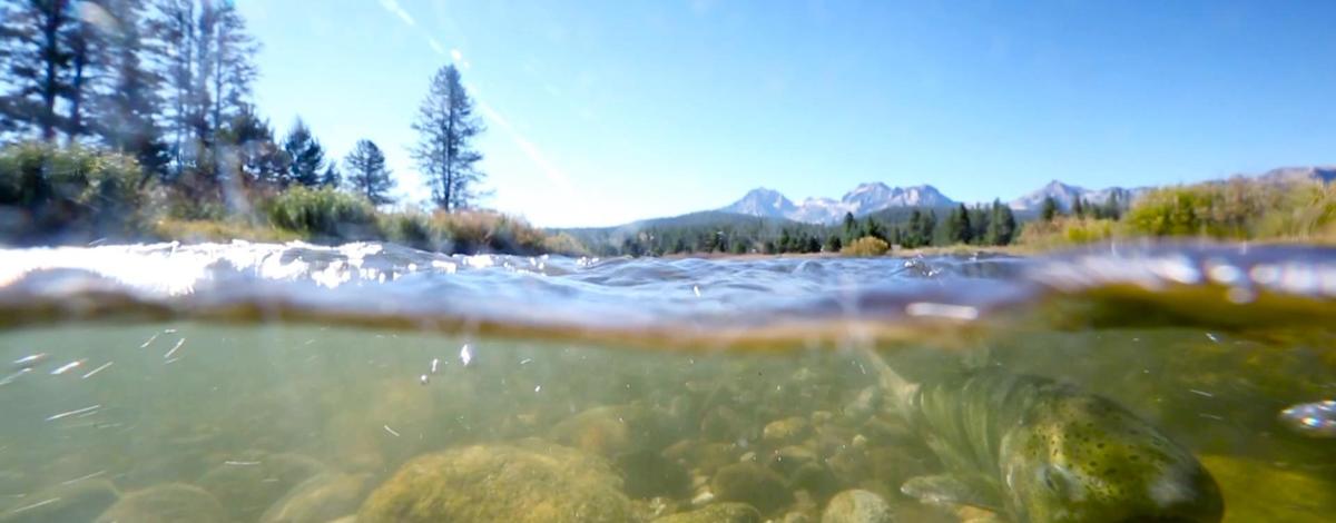 Chinook Salmon spawning Salmon River