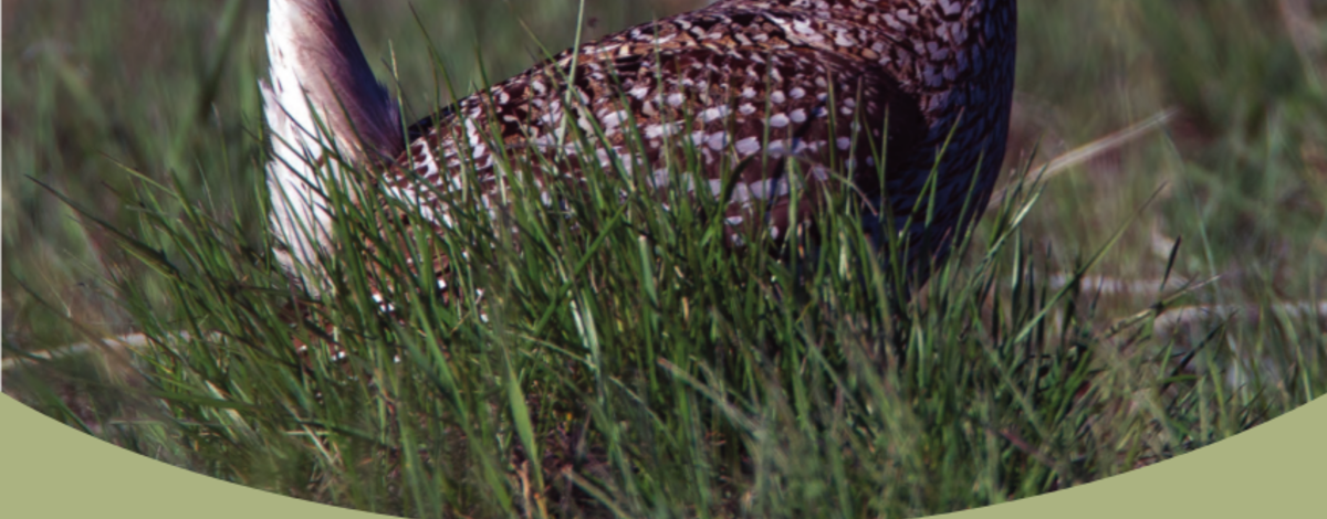 columbian-sharp-tailed-grouse-management-plan-2015-2025.png