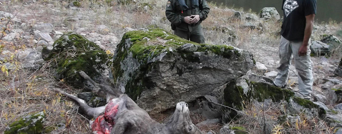 Bighorn sheep poaching, Salmon River, 2015