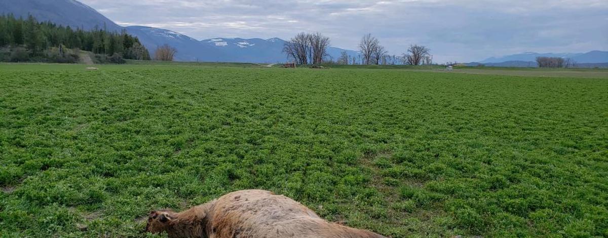 Bull elk killed near Kerr Lake in Boundary County