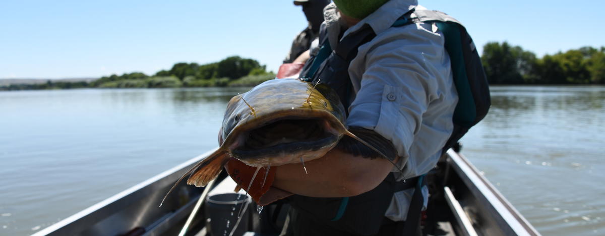 Snake River Catfish.jpg