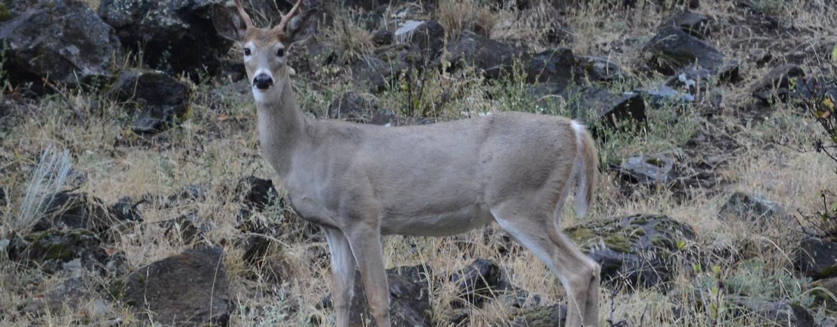 White-tailed deer, whitetail, Riggins area, Unit 18, Clearwater Region