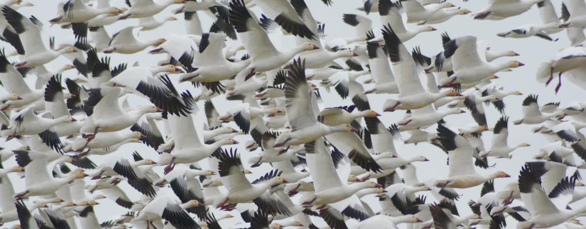 snow geese flock w95[.jpeg