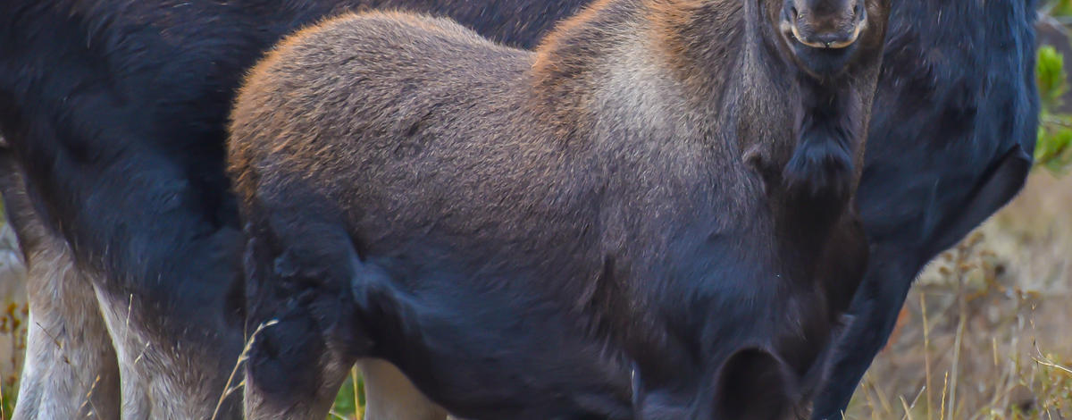 Calf Moose