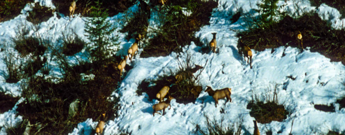 elk_herd_aerial_view_snow_good