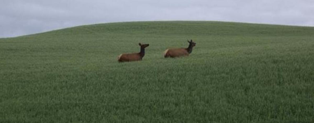 Cow elk in agricultural field