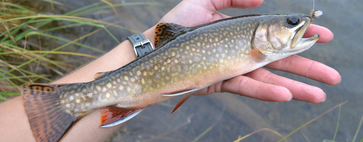 Brook trout from Gold Creek Lake