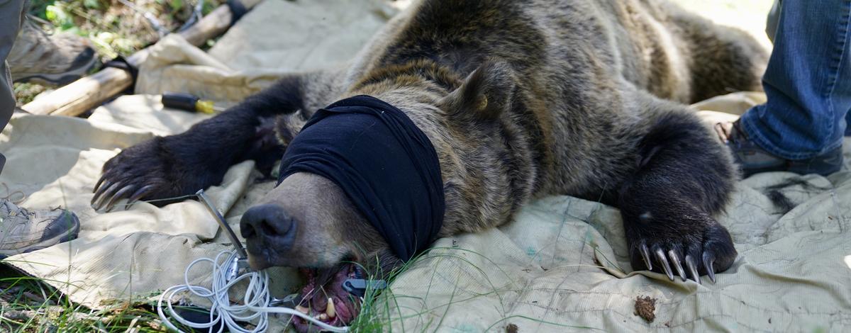 Grizzly Bear Research