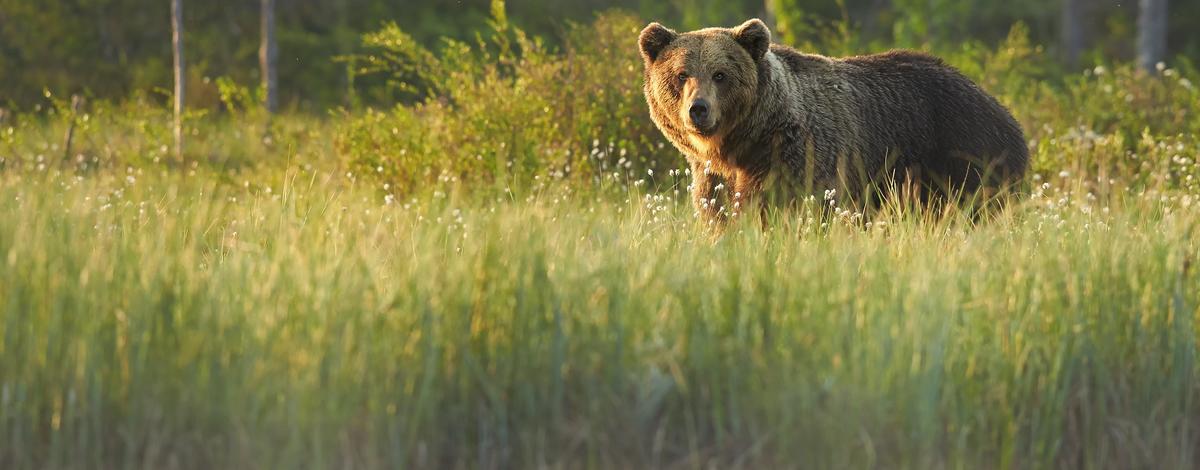 grizzly bear in meadow