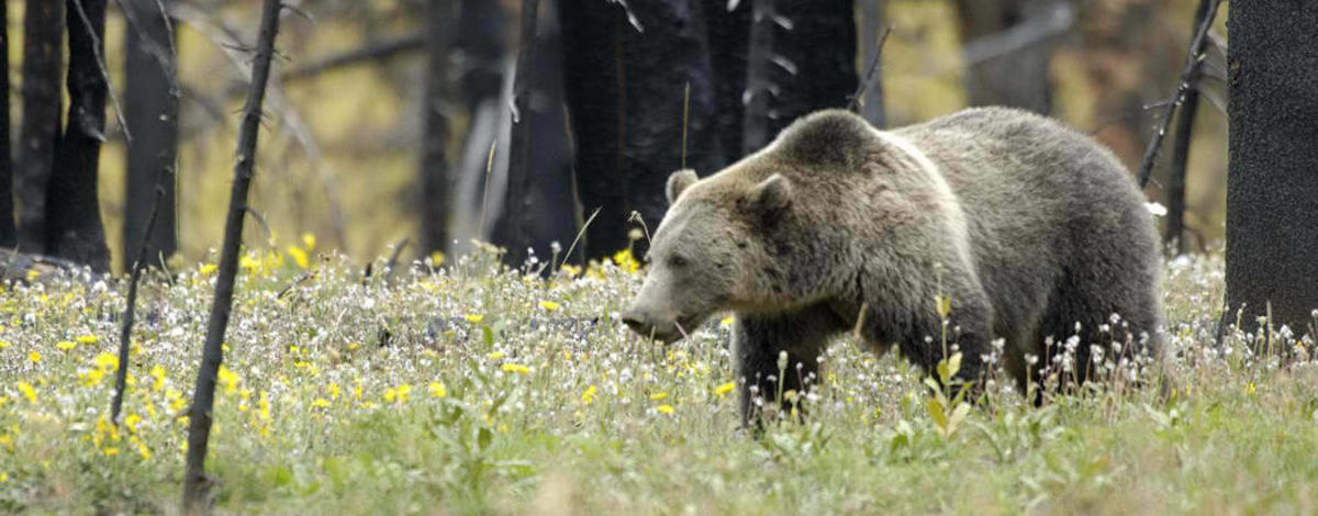 Grizzly bear in Yellowstone Park