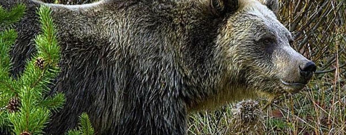 Grizzly bear guide: where they live, how they hunt and conservation -  Discover Wildlife