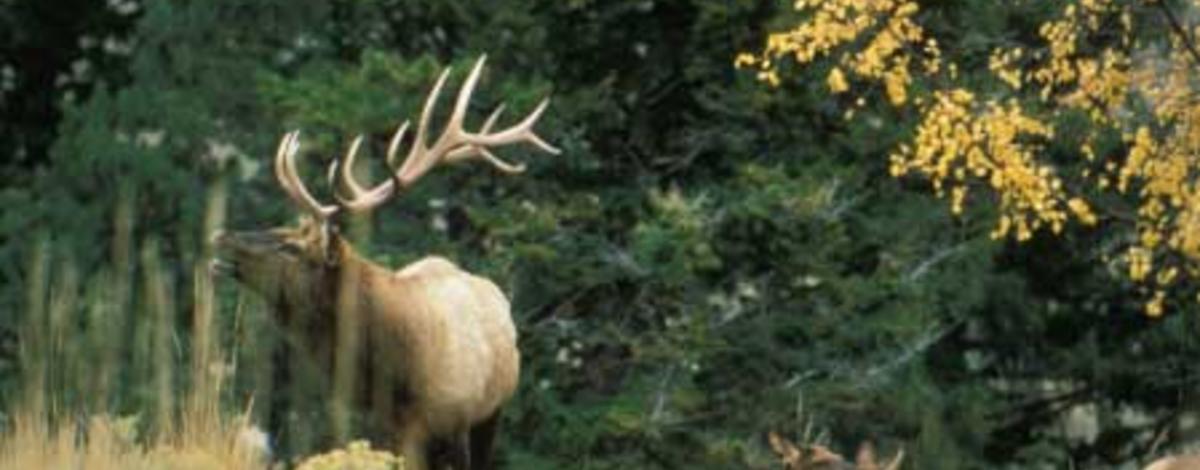 Bugling Elk