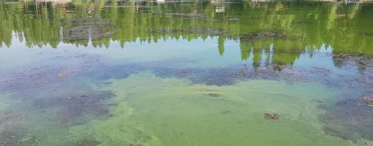 Algae in north Hayden Lake