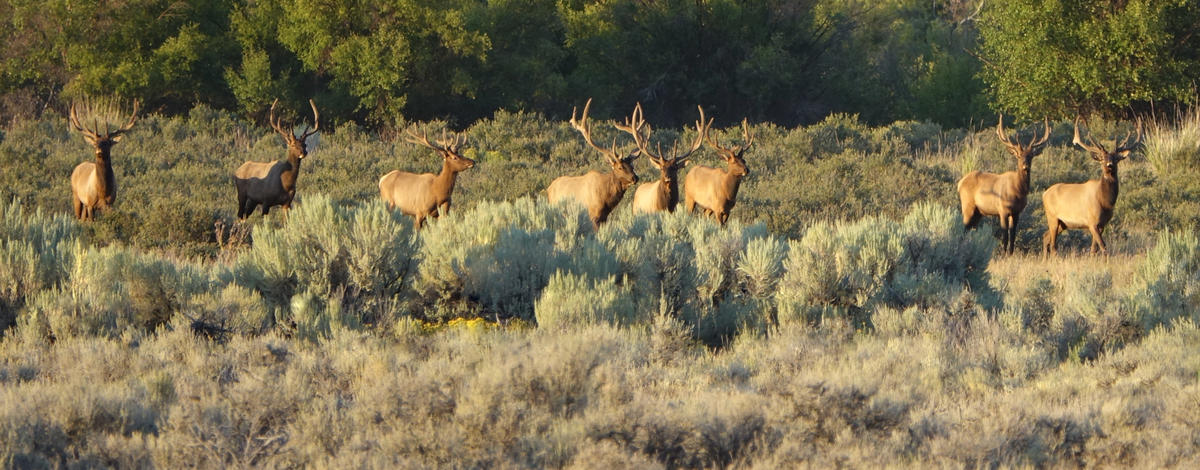Elk bull group in Idaho photographed by Bryan Huskey