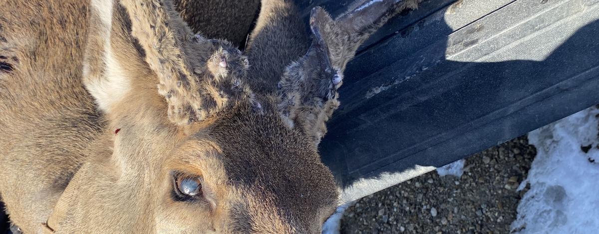 Boise Deer Poached Feb. 12 2022.jpg
