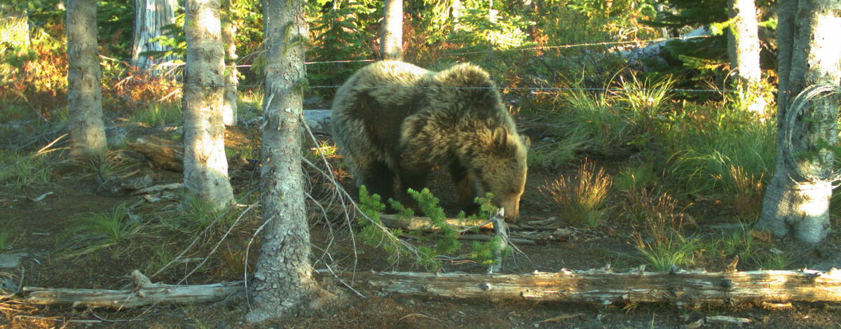 Stock photo of a grizzly bear in the Panhandle Region