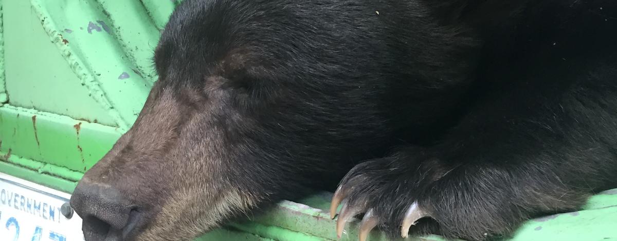 Black bear captured at Pocatello Zoo 2018