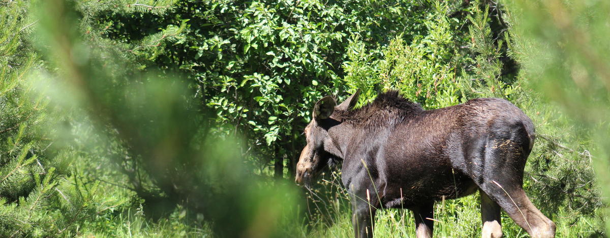 Hidden Springs Moose3