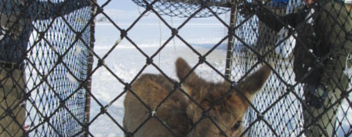 Calf elk in Clover trap