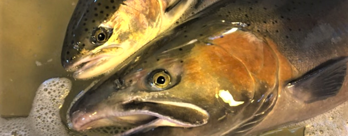 Salmon and Steelhead Fisheries in the Mainstem Columbia River and Snake  River