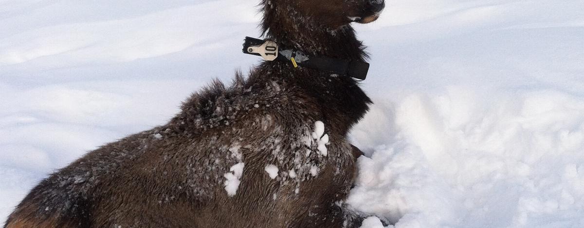 Elk after capture and release.