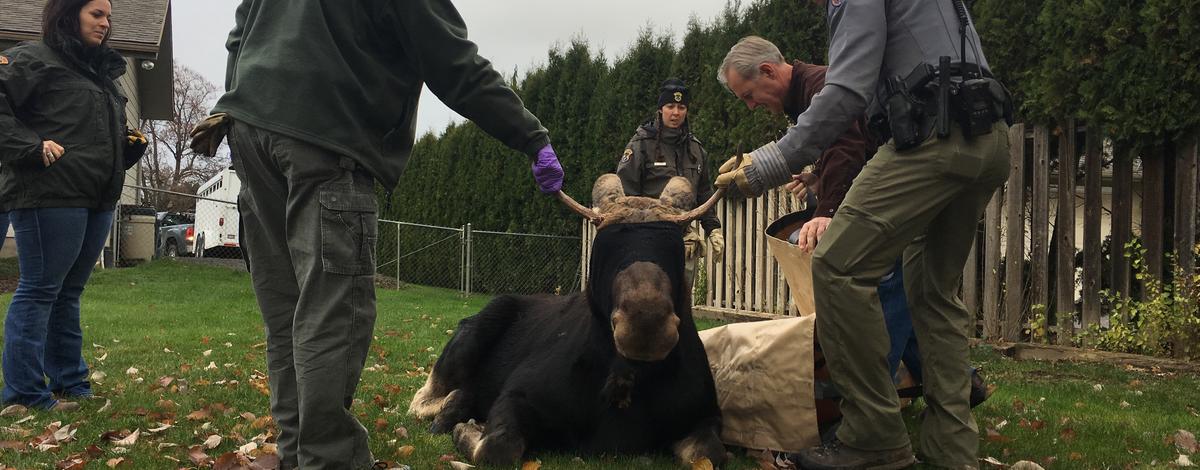 Moose in Lewiston