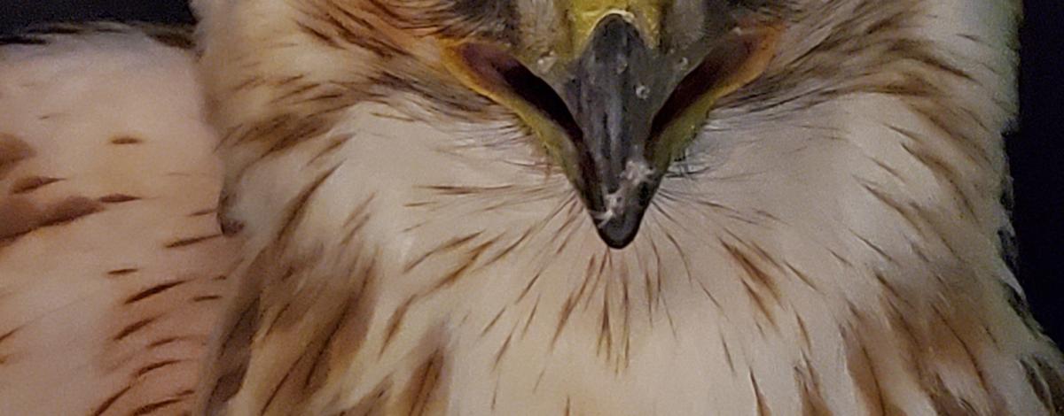 Rough Legged Hawk