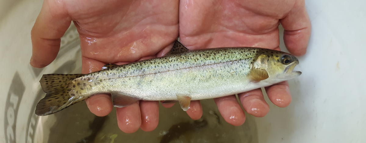 Baby Steelhead