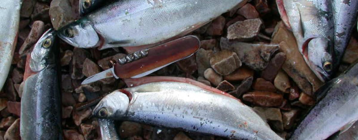 Surplus adult hatchery steelhead planted in several local lakes