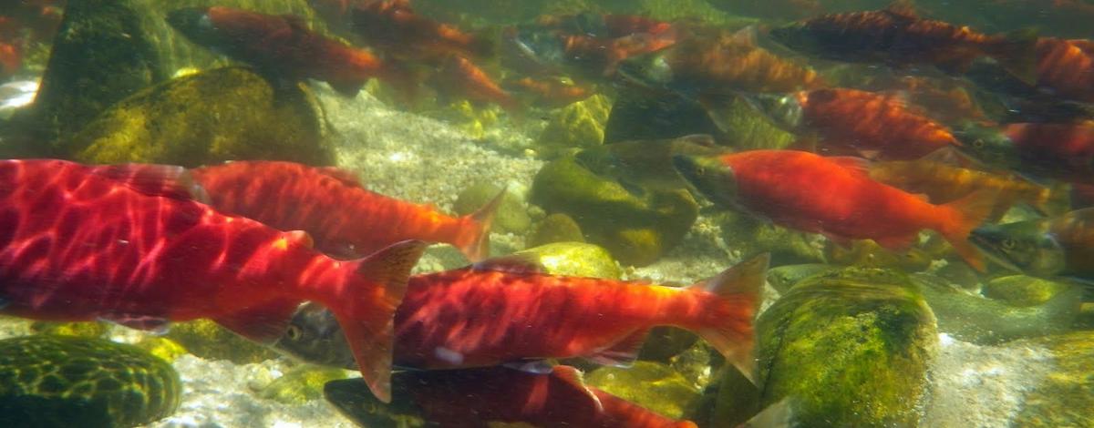 Kokanee migrating upstream to spawn