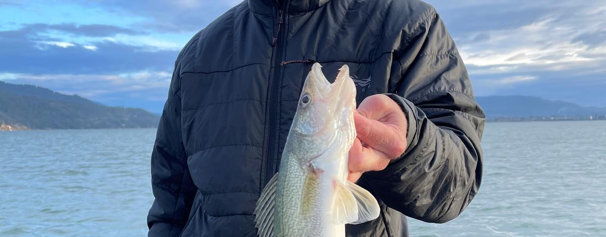 Stock photo of an angler with a walleye from Lake Pend Oreille