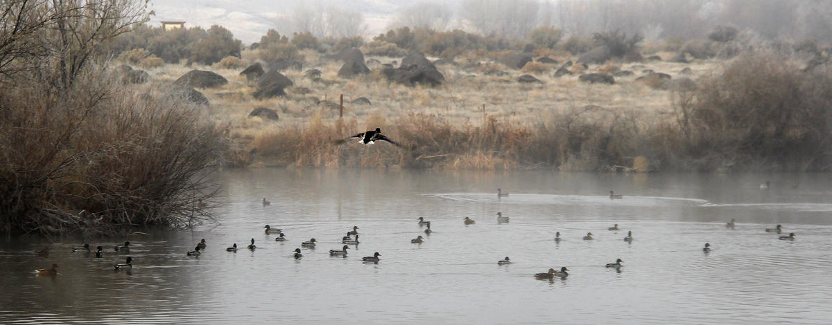 mallard_drake_landing_hagerman_wma_nov_2019