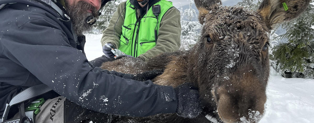 Idaho Fish and Game staff collaring a moose