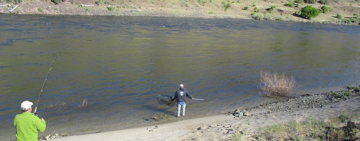 netting-chinook