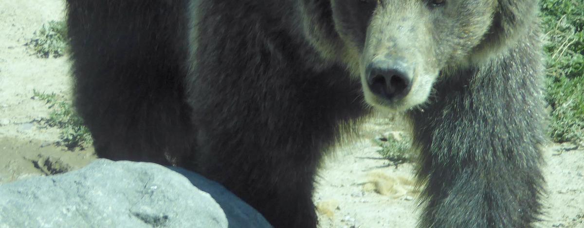 Grizzly Bear. Pocatello Zoo