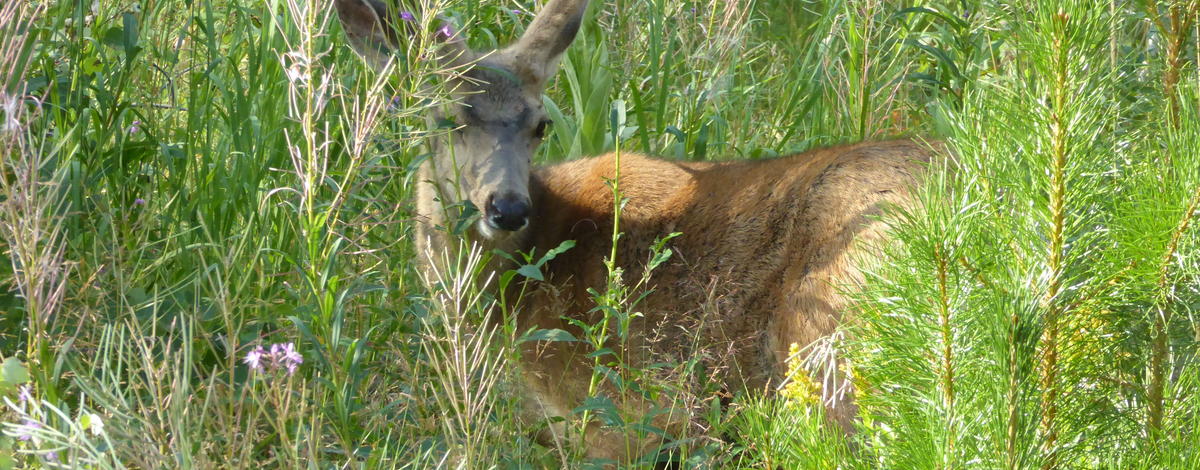 Mule deer