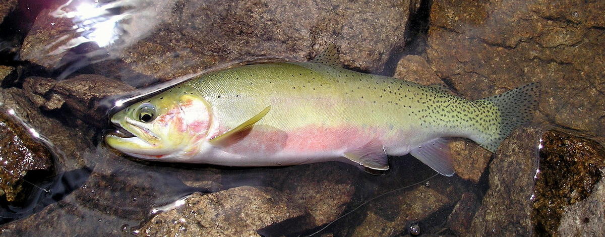 Can triploid cutthroat trout improve fishing in backcountry lakes? Part 1