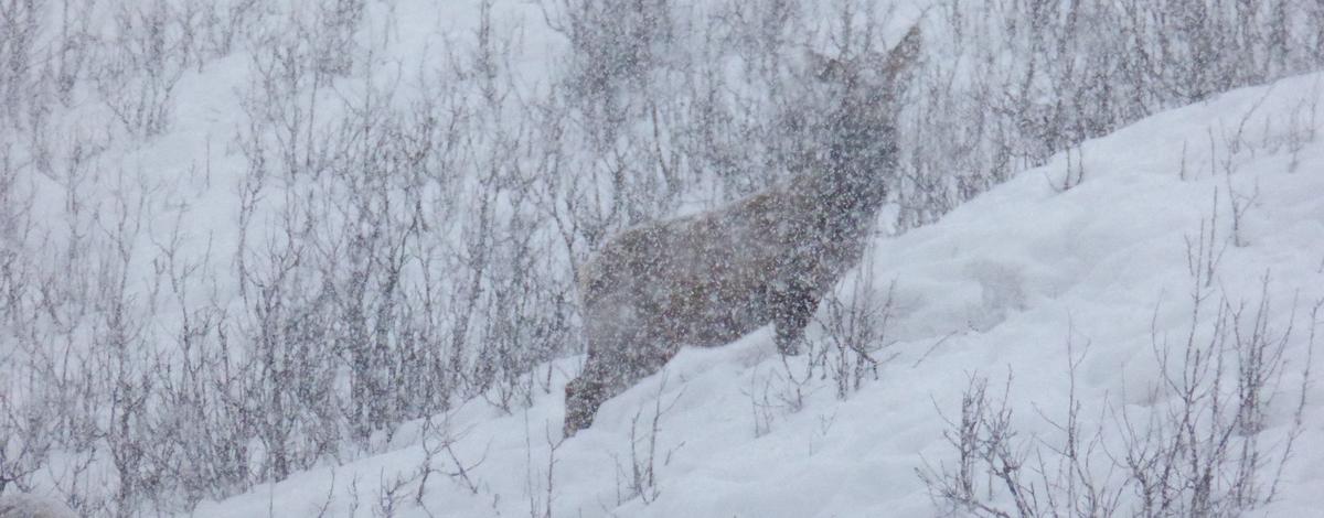 blizzard elk