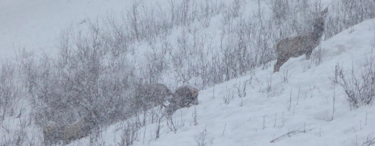 Winter elk, Southwest Region