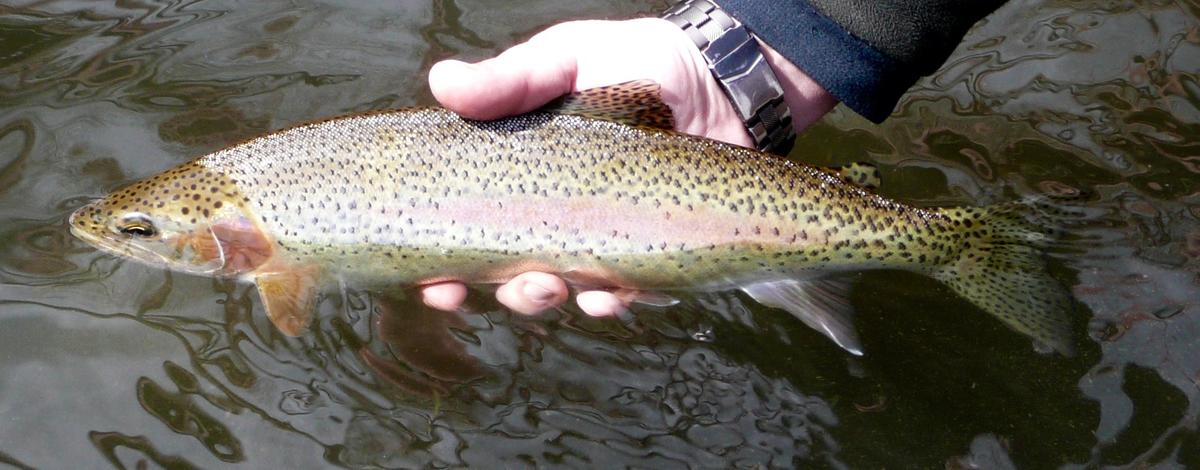 Rainbow trout, Boise River, Southwest Region