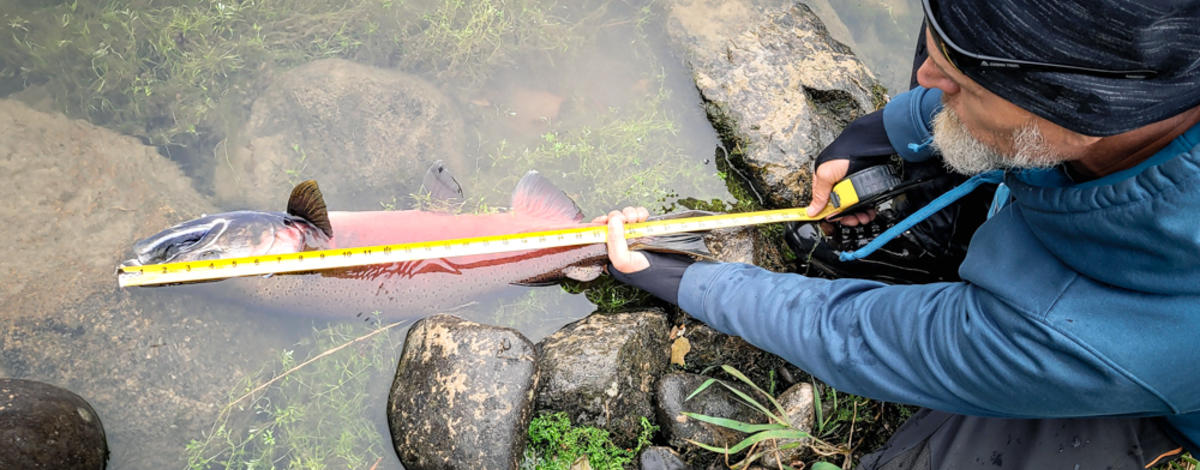 Jerry Smith coho salmon NF Clearwater River