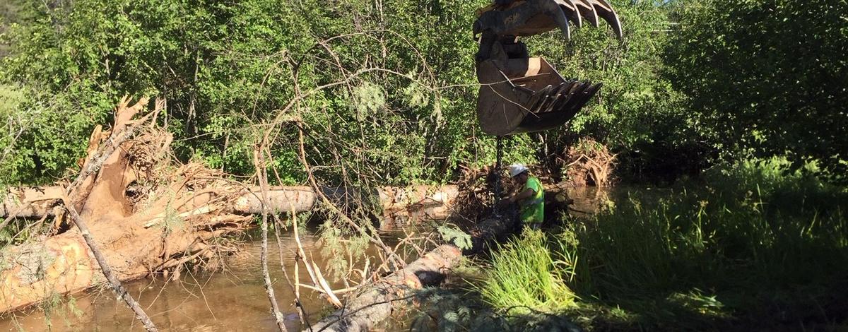 Habitat restoration- placing tree root wad