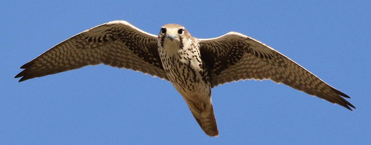 Prairie Falcon - Tom Benson Flickr